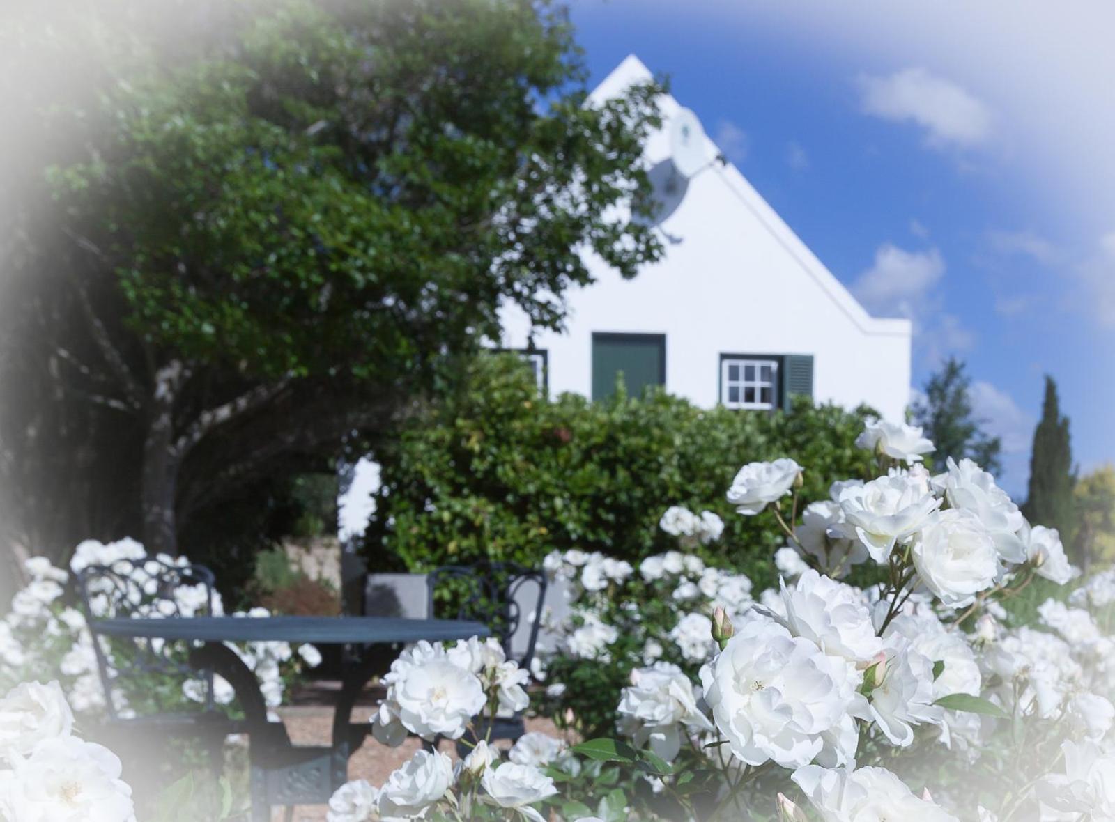 Sanddrif Stellenbosch Guest Farm מראה חיצוני תמונה